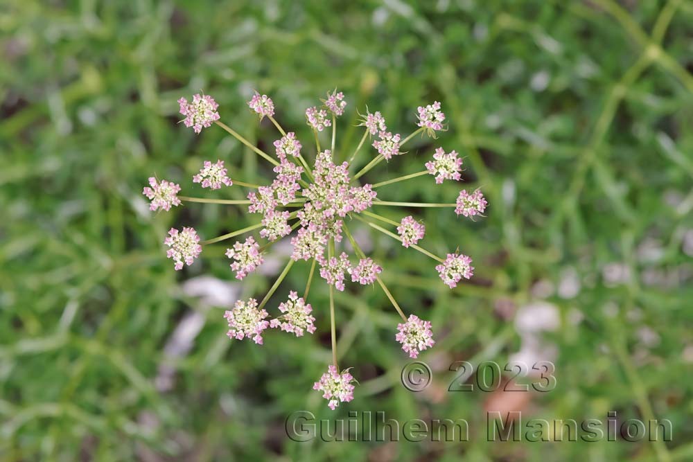 Laserpitium gallicum