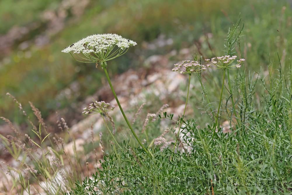 Laserpitium gallicum