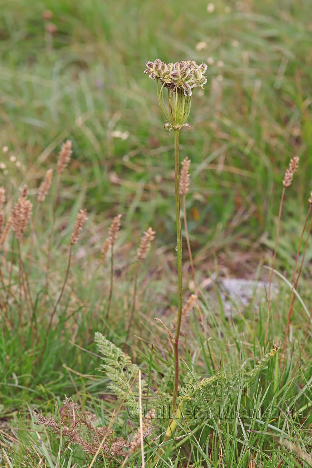 Laserpitium halleri