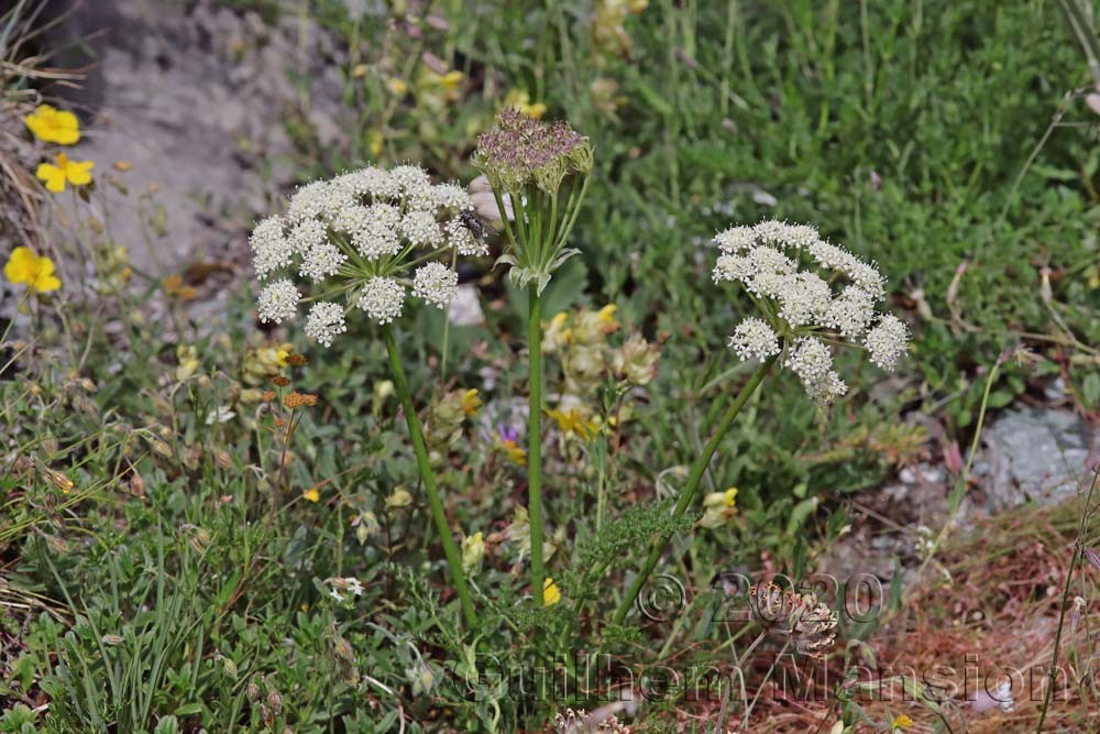 Laserpitium halleri