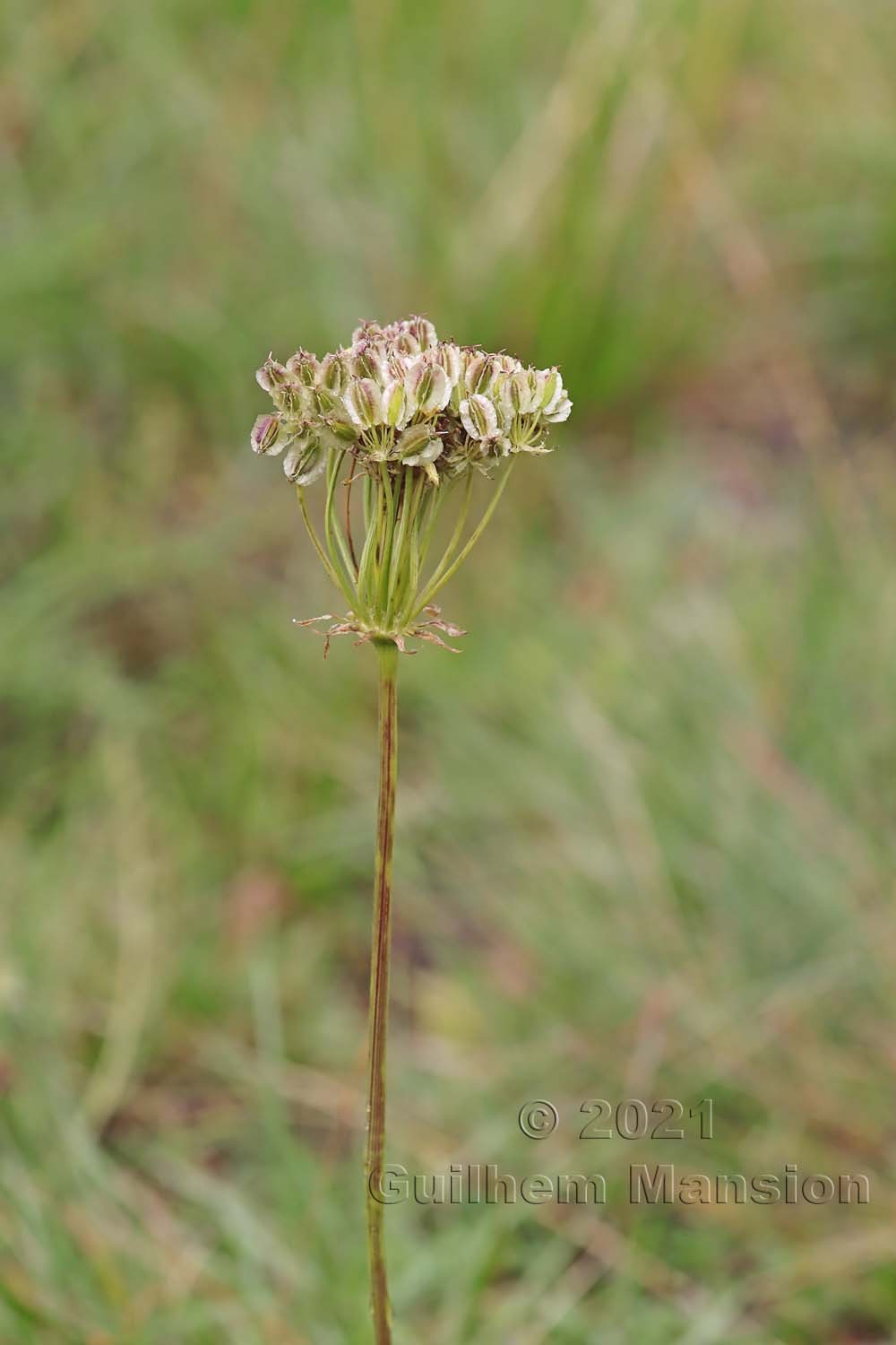 Laserpitium halleri