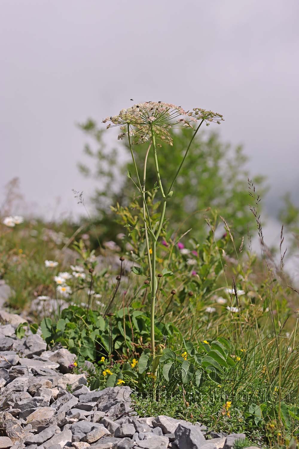 Laserpitium latifolium