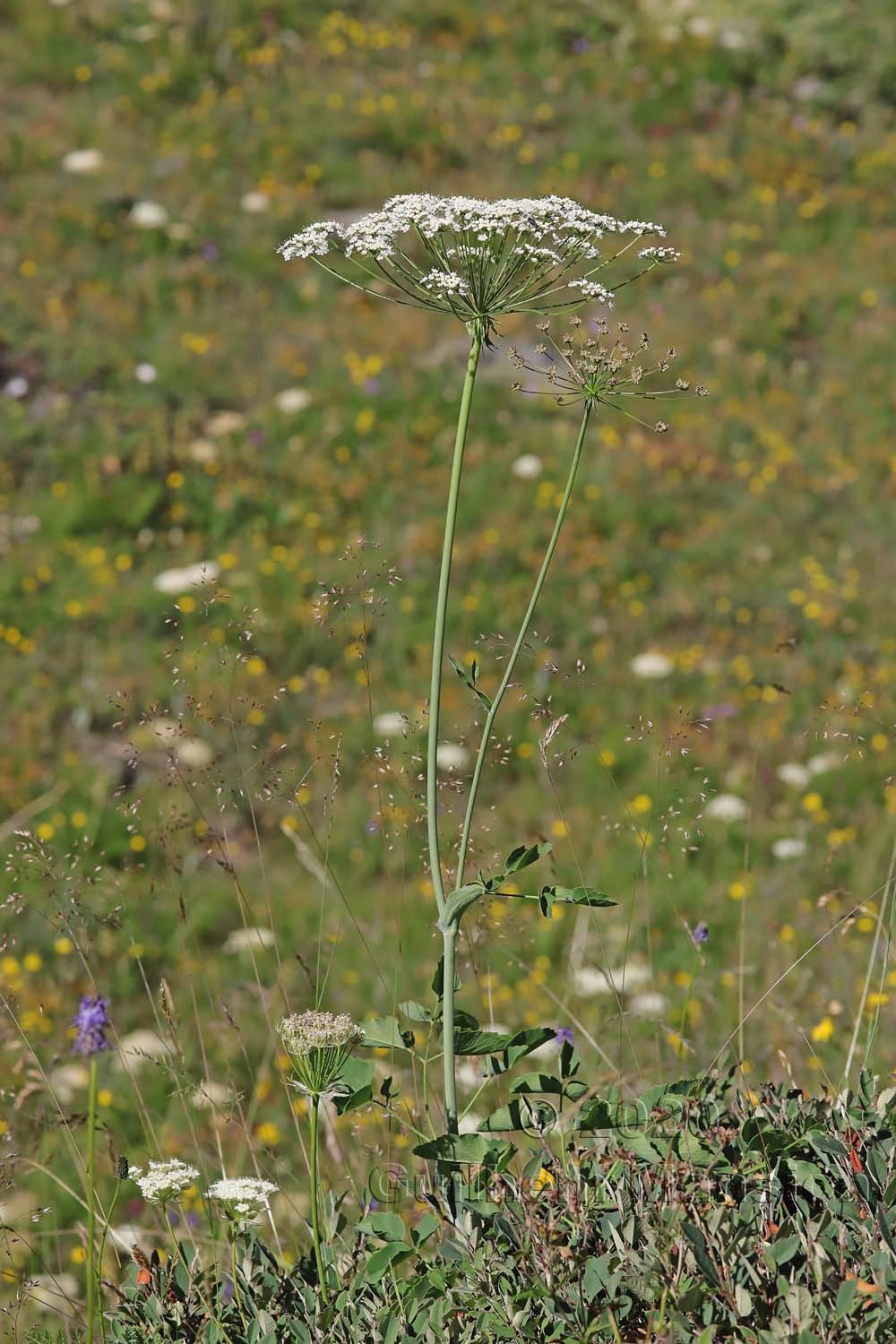 Laserpitium latifolium