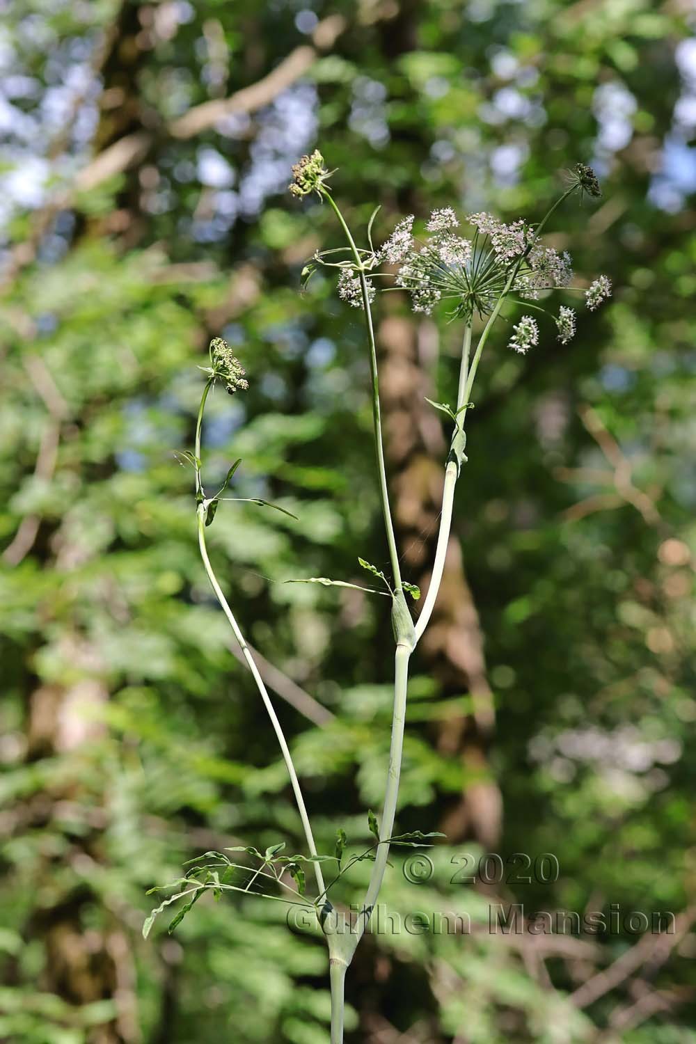 Laserpitium latifolium