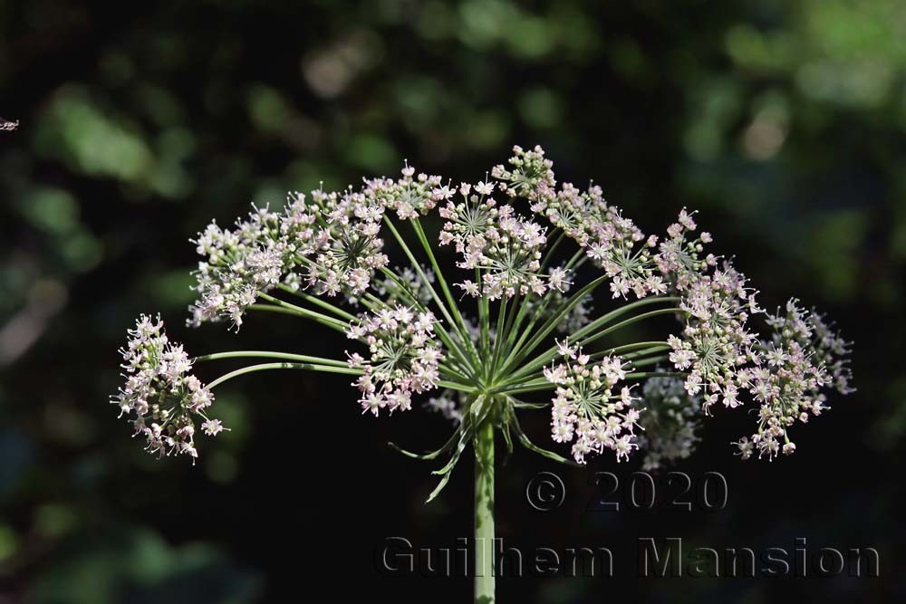 Laserpitium latifolium