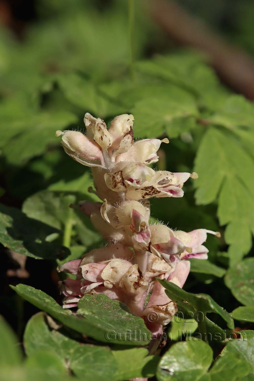 Lathraea squamaria