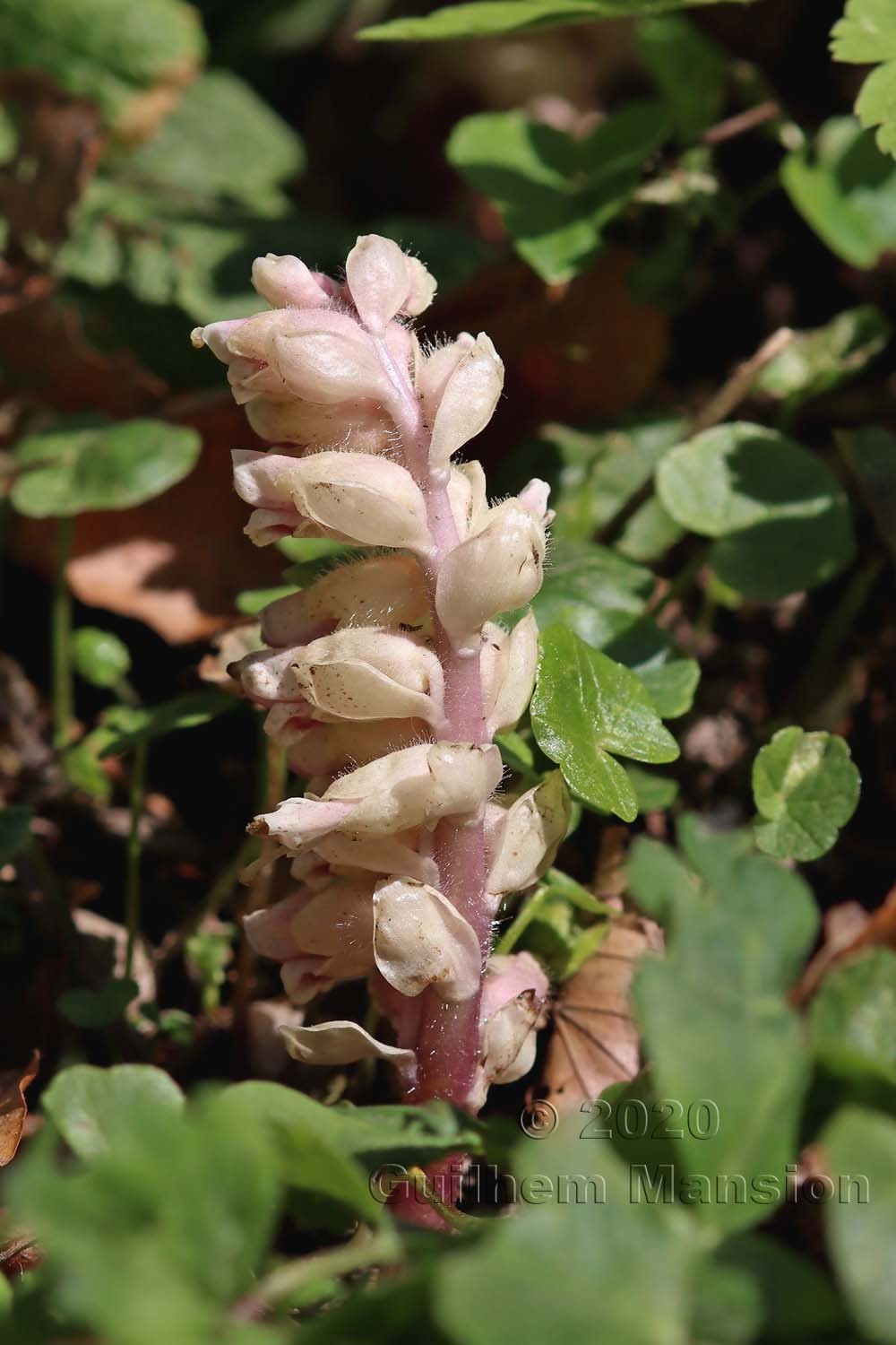 Lathraea squamaria