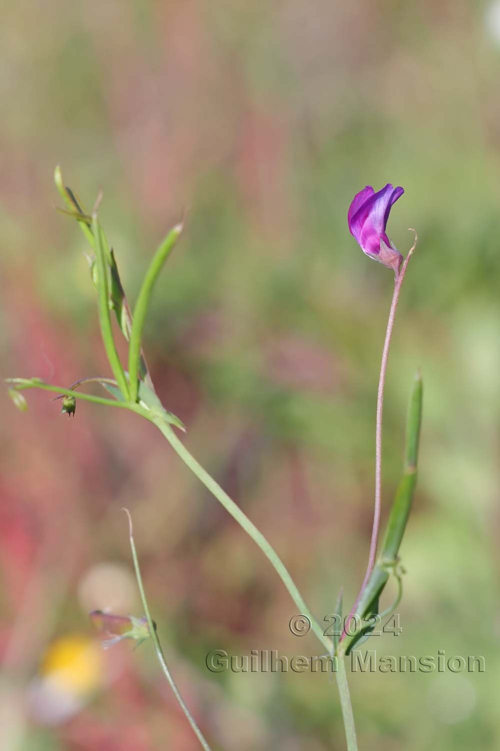 Lathyrus angulatus