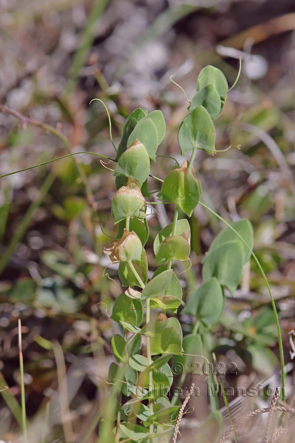 Lathyrus aphaca