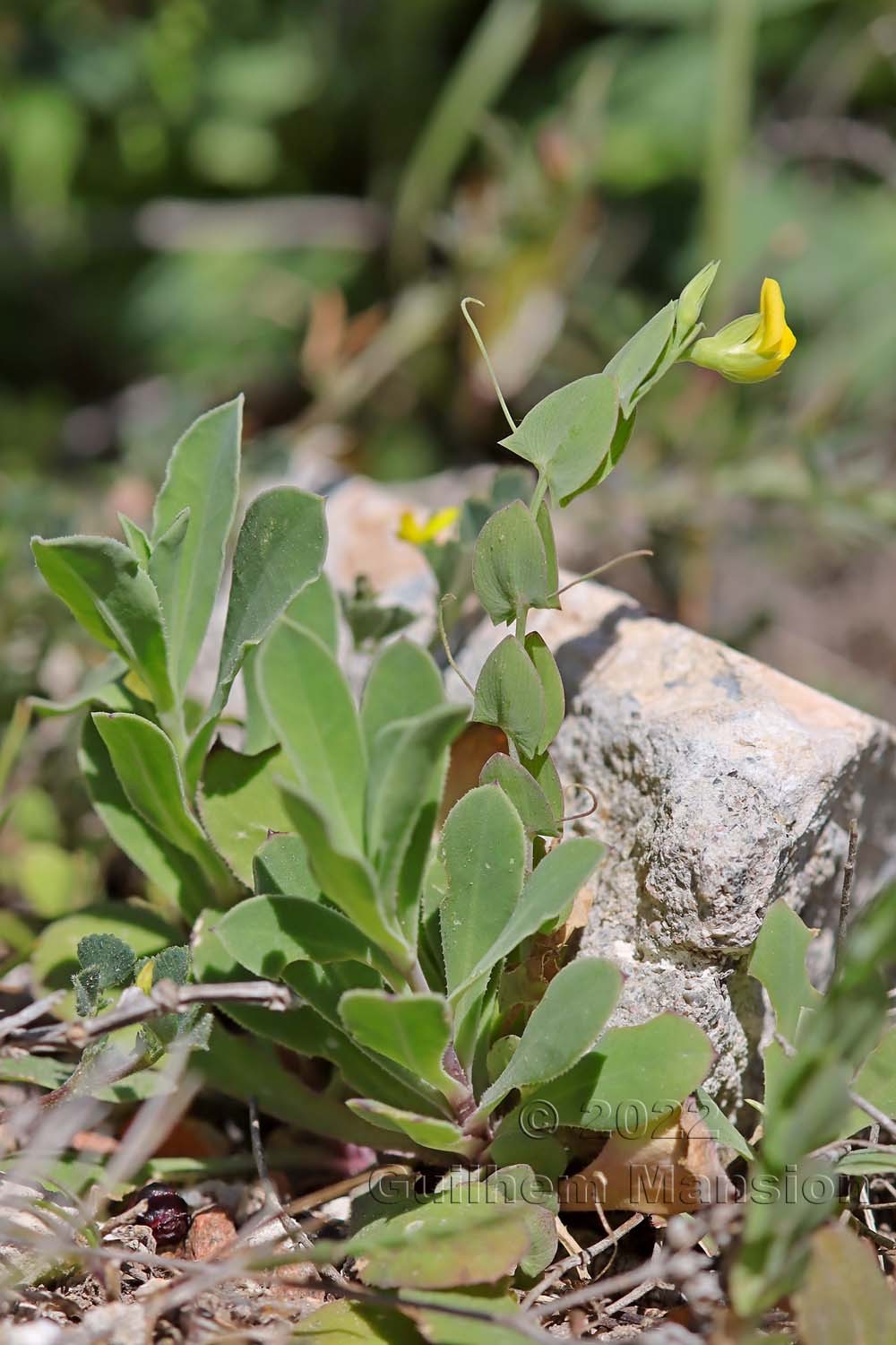 Lathyrus aphaca