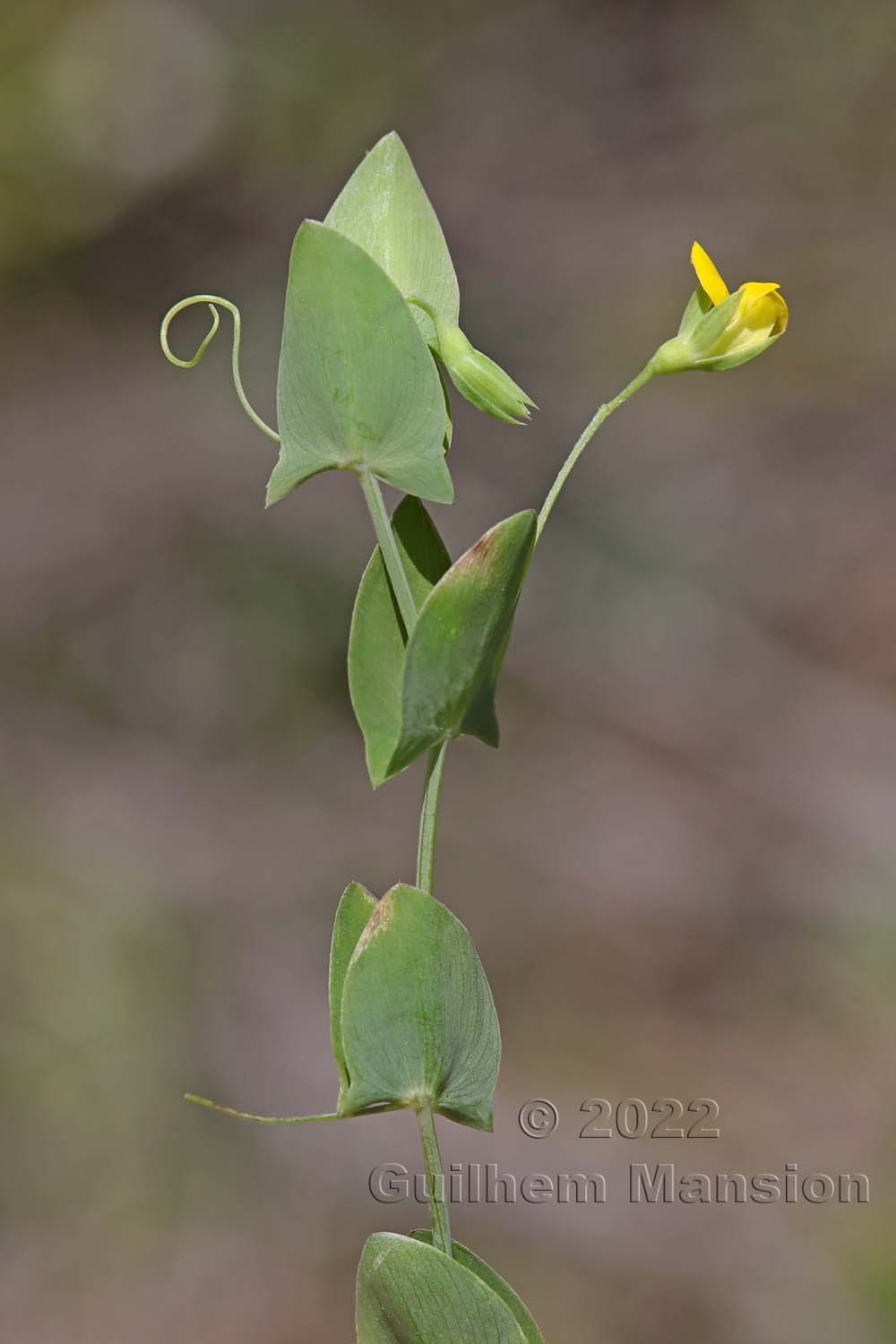 Lathyrus aphaca