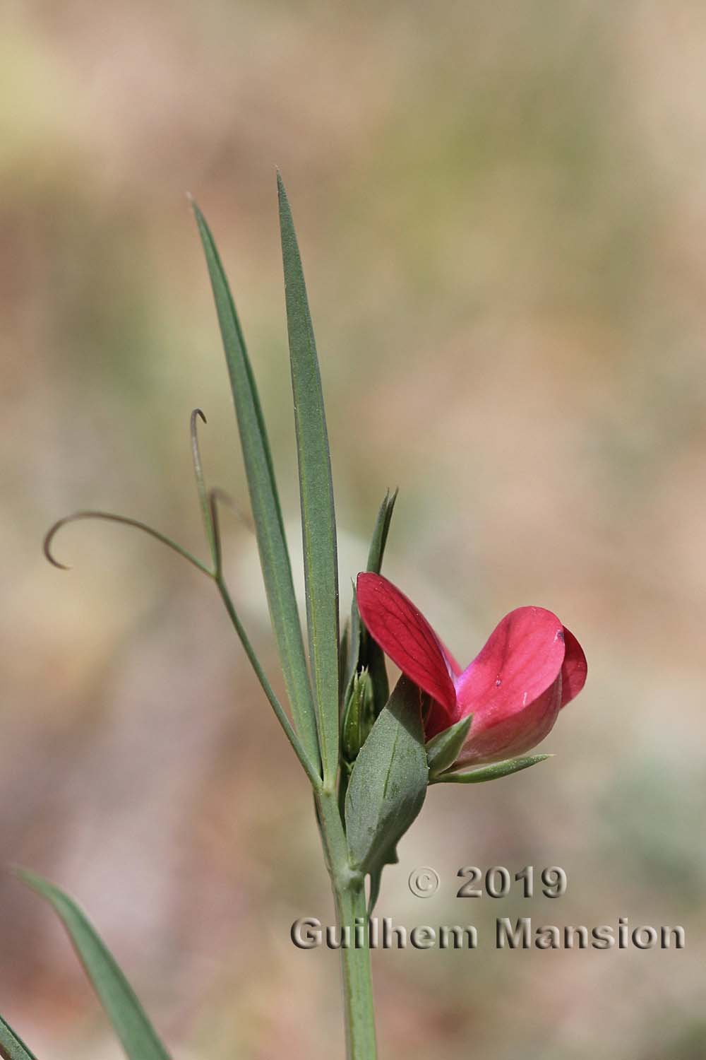 Lathyrus cicera