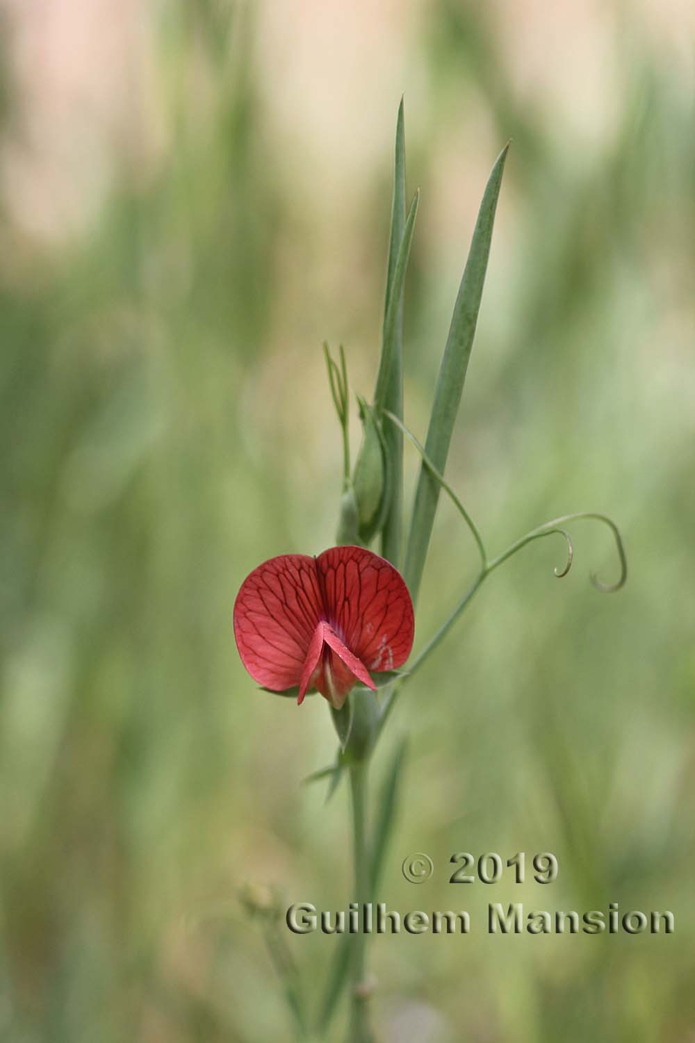 Lathyrus cicera