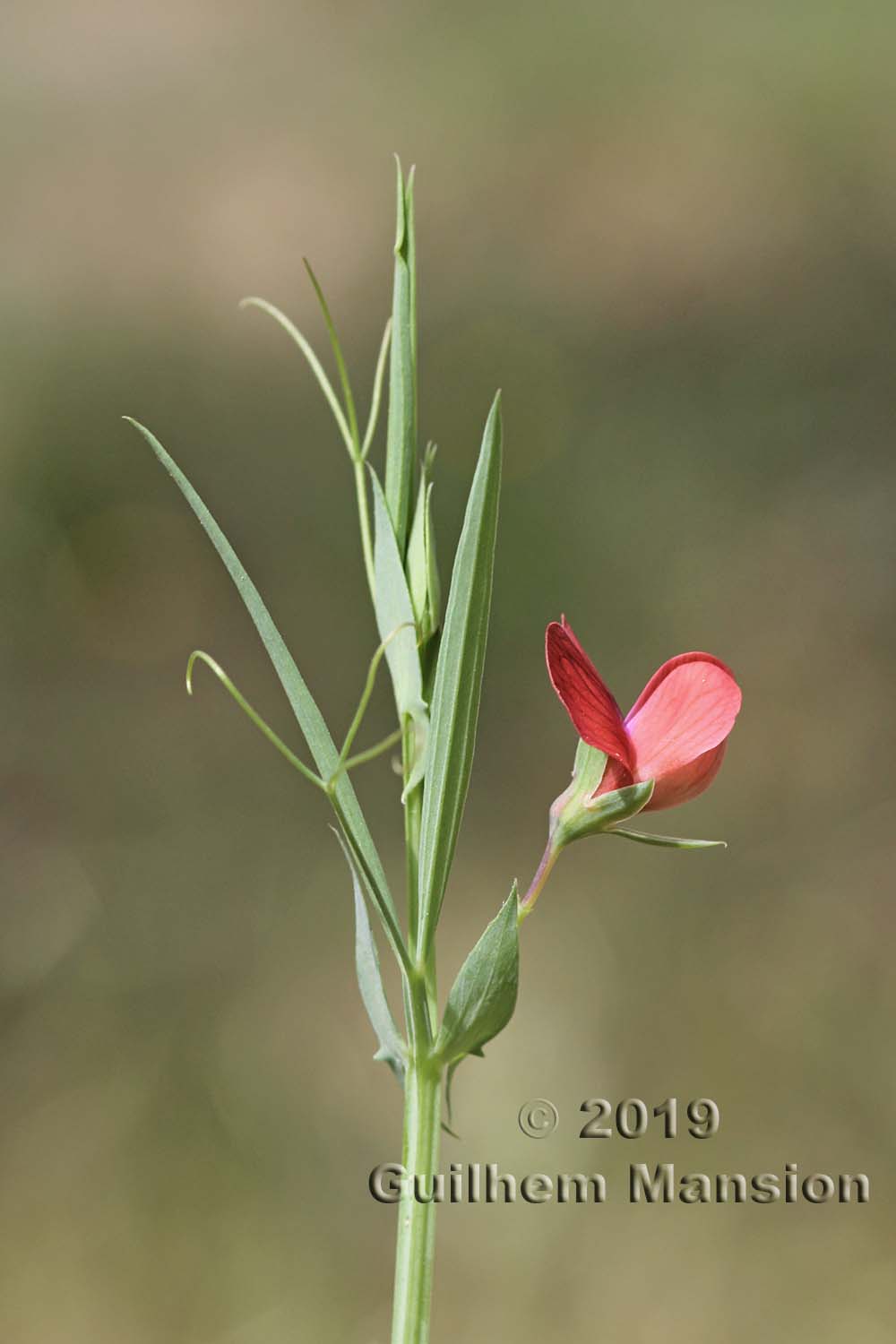 Lathyrus cicera