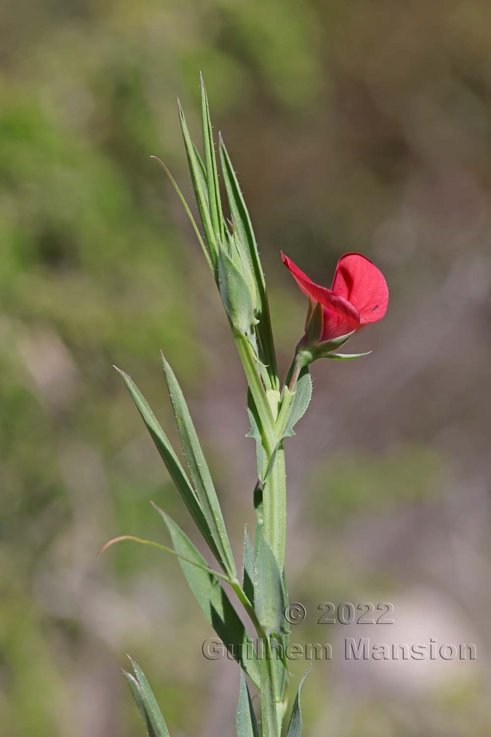 Lathyrus cicera