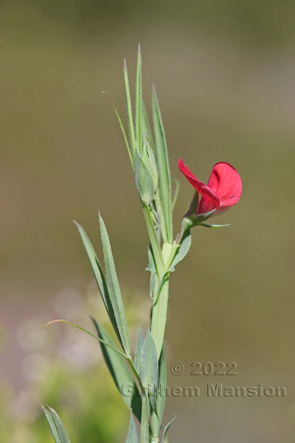 Lathyrus cicera