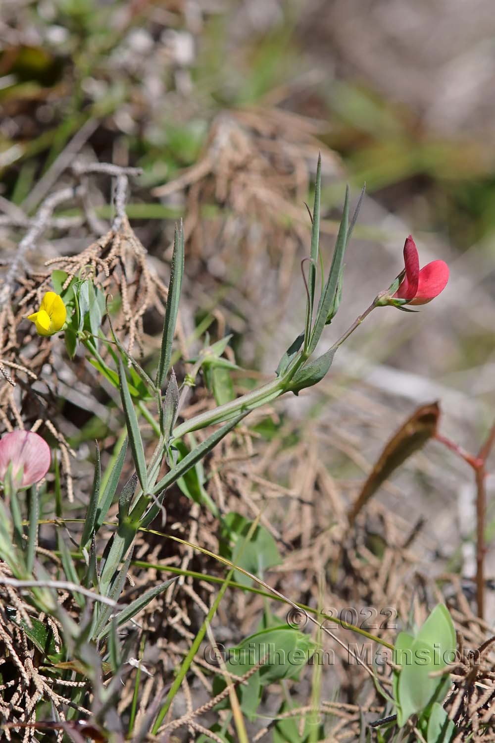 Lathyrus cicera