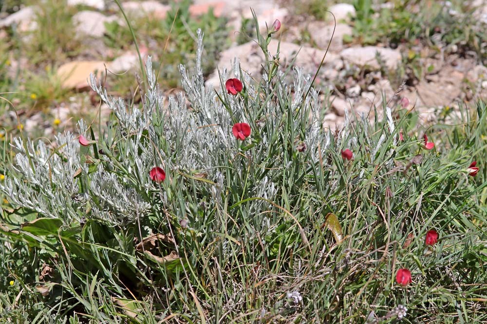 Lathyrus cicera