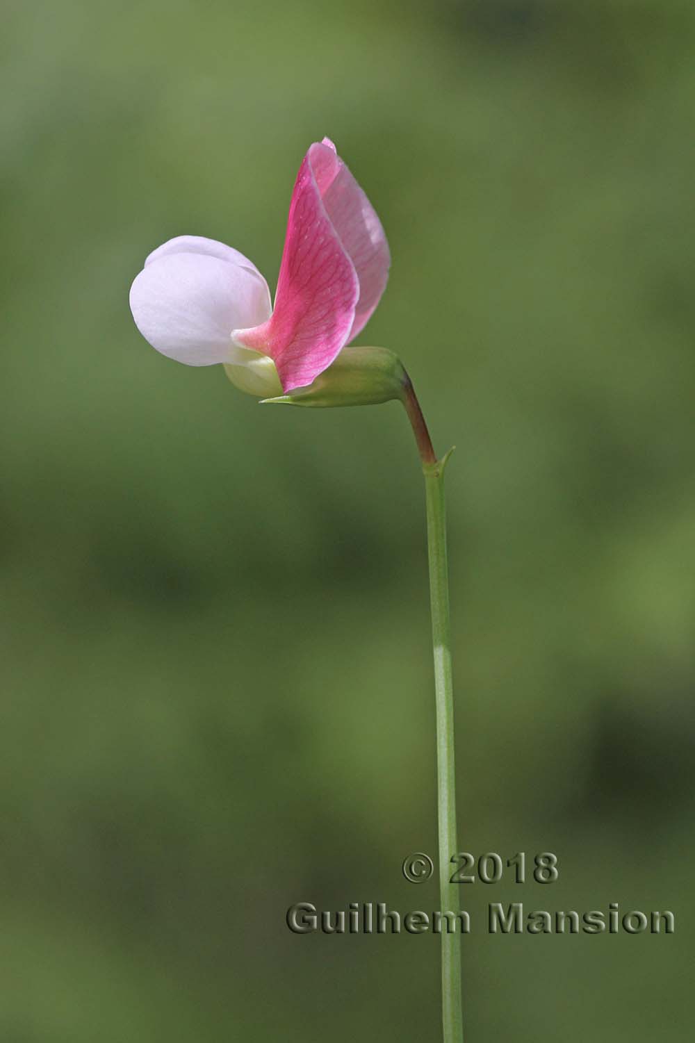 Lathyrus clymenum