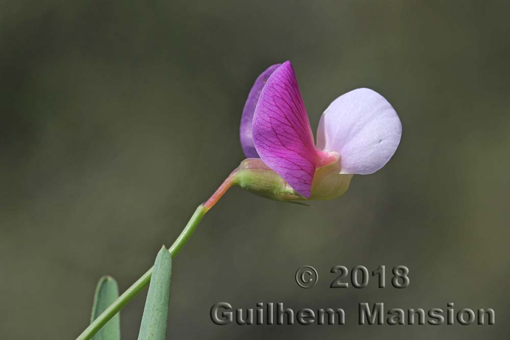 Lathyrus clymenum