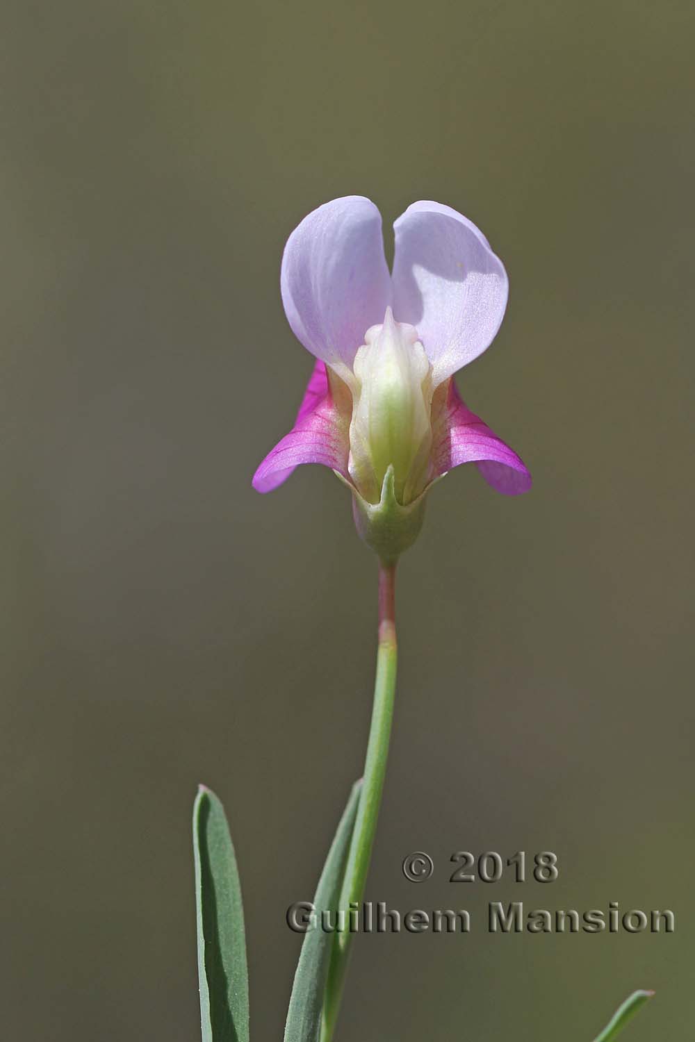 Lathyrus clymenum