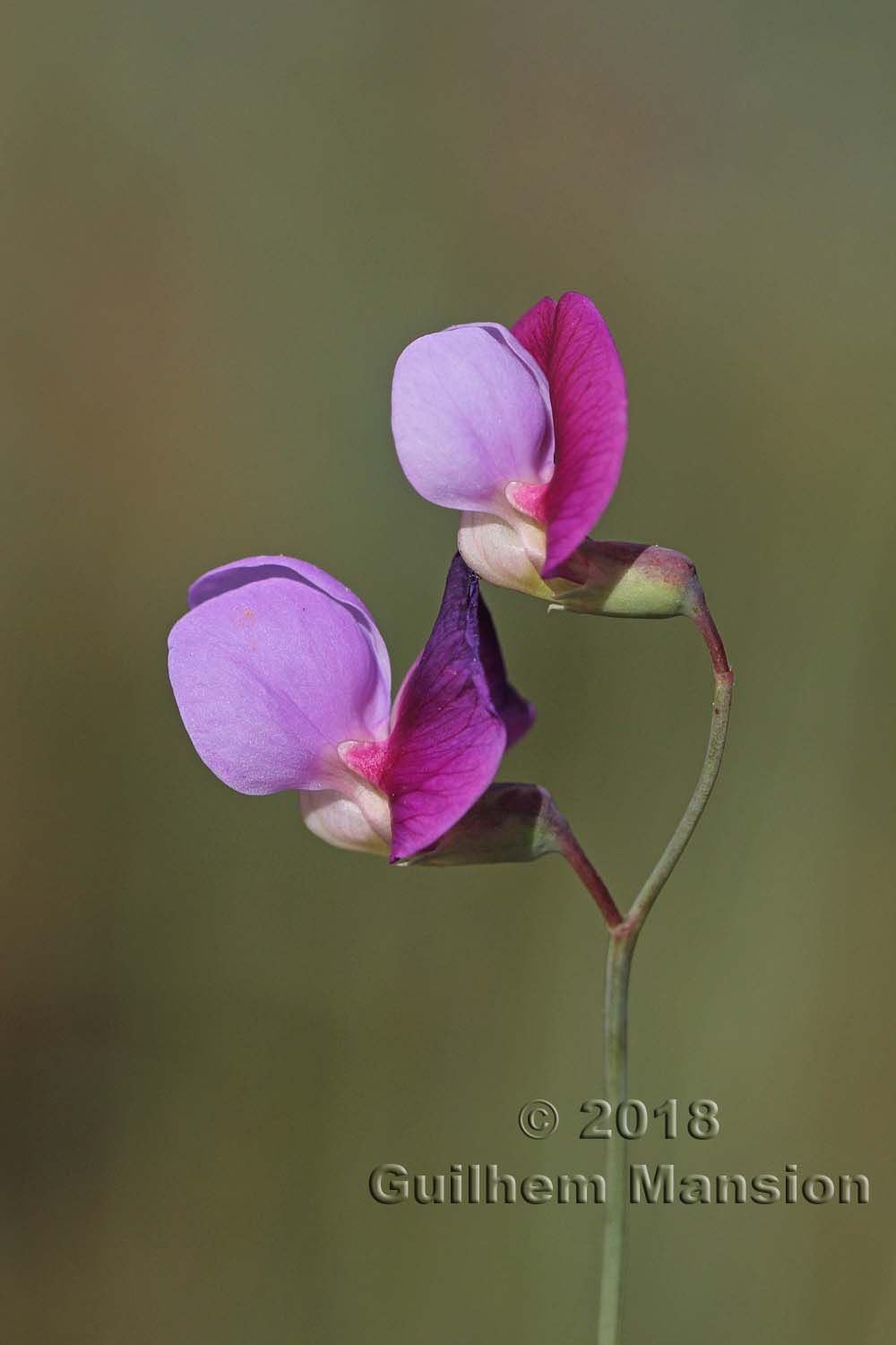 Lathyrus clymenum