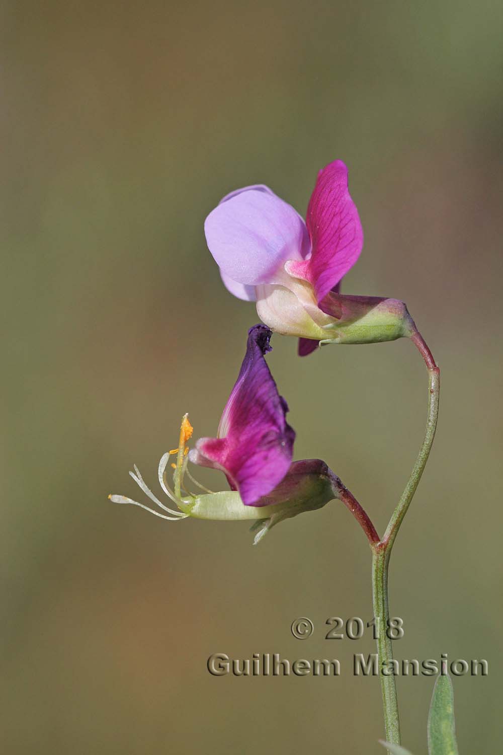 Lathyrus clymenum