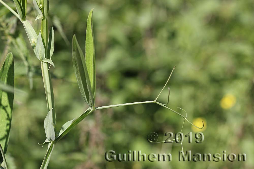 Lathyrus latifolius