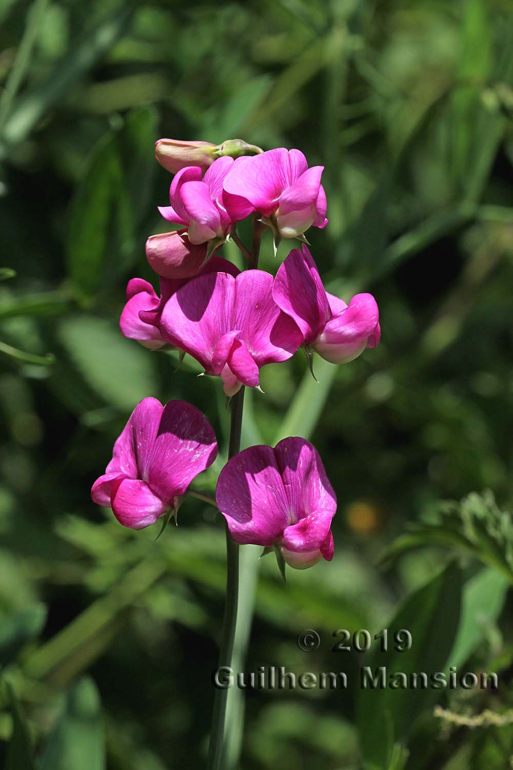 Lathyrus latifolius