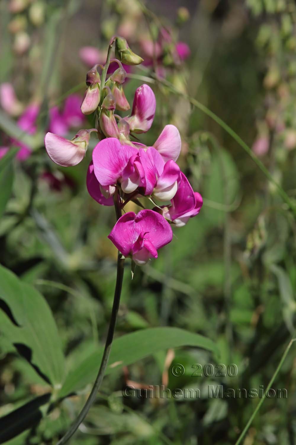 Lathyrus latifolius