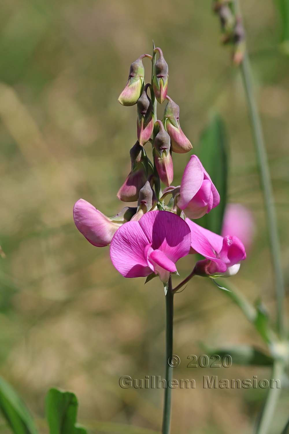 Lathyrus latifolius