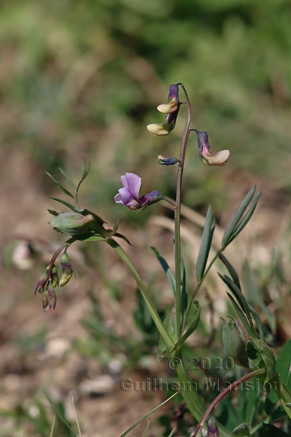 Lathyrus linifolius