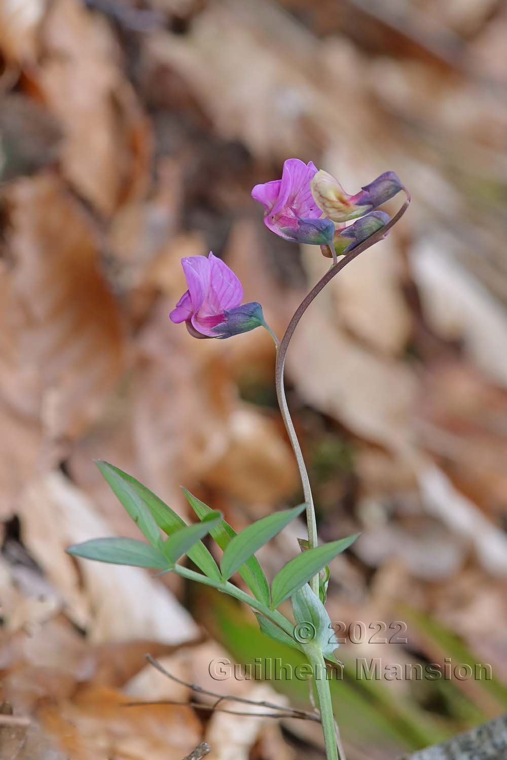 Lathyrus linifolius