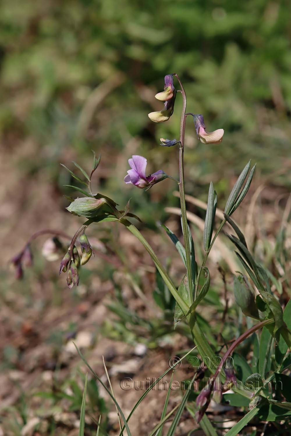 Lathyrus linifolius