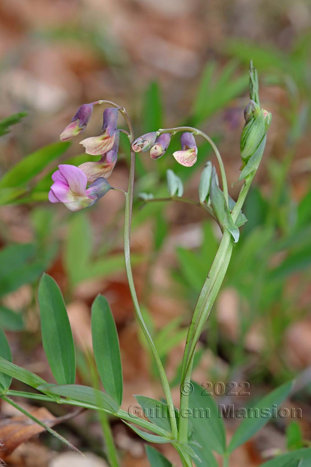 Lathyrus linifolius