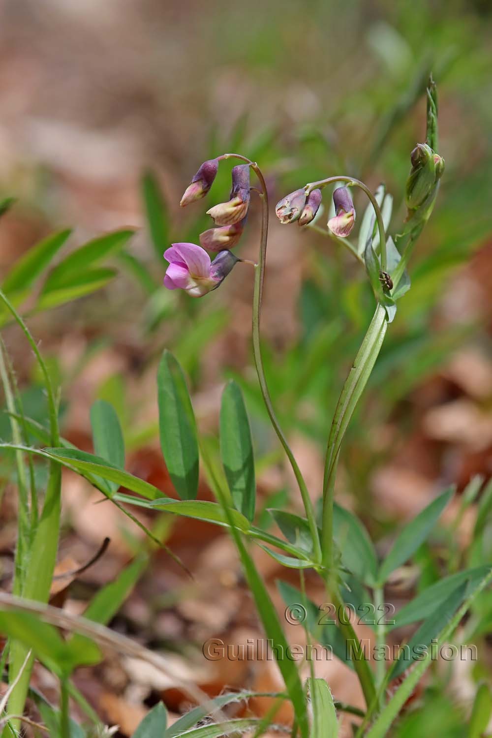 Lathyrus linifolius