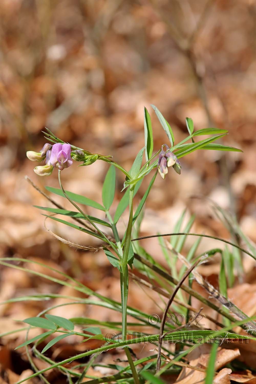 Lathyrus linifolius