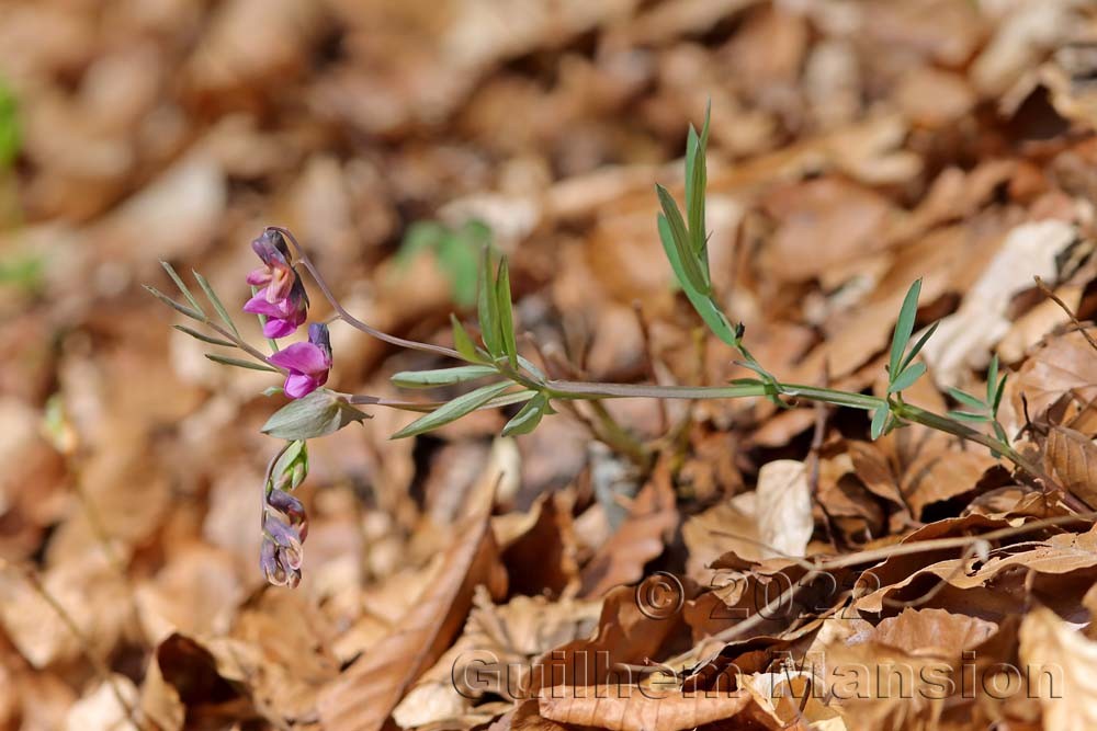 Lathyrus linifolius