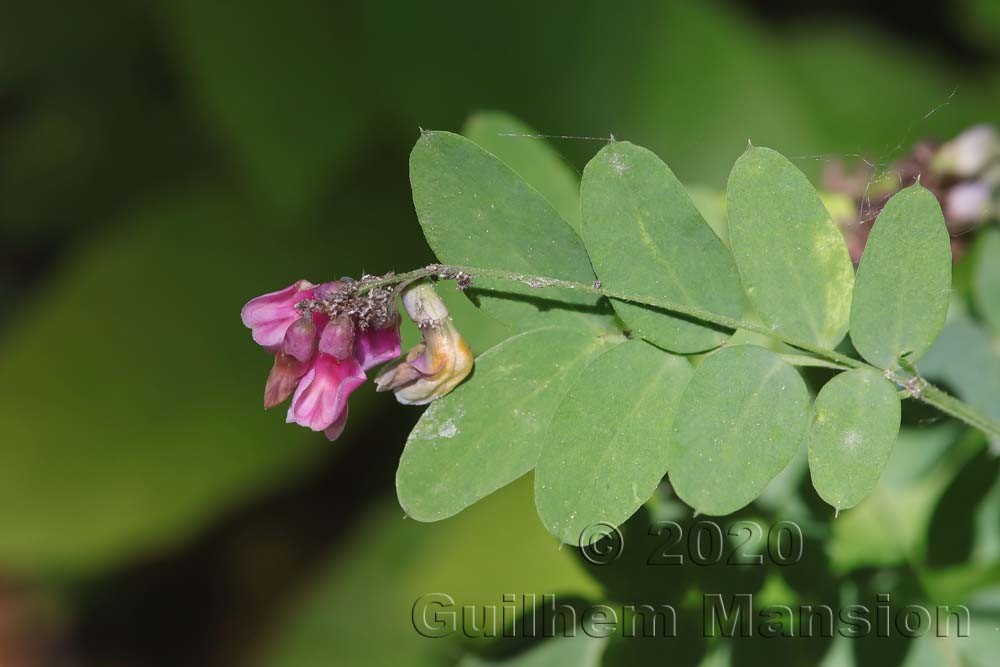 Lathyrus niger