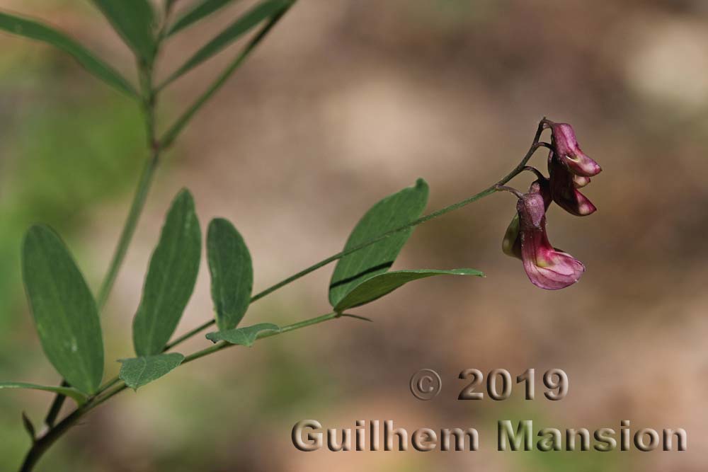 Lathyrus niger