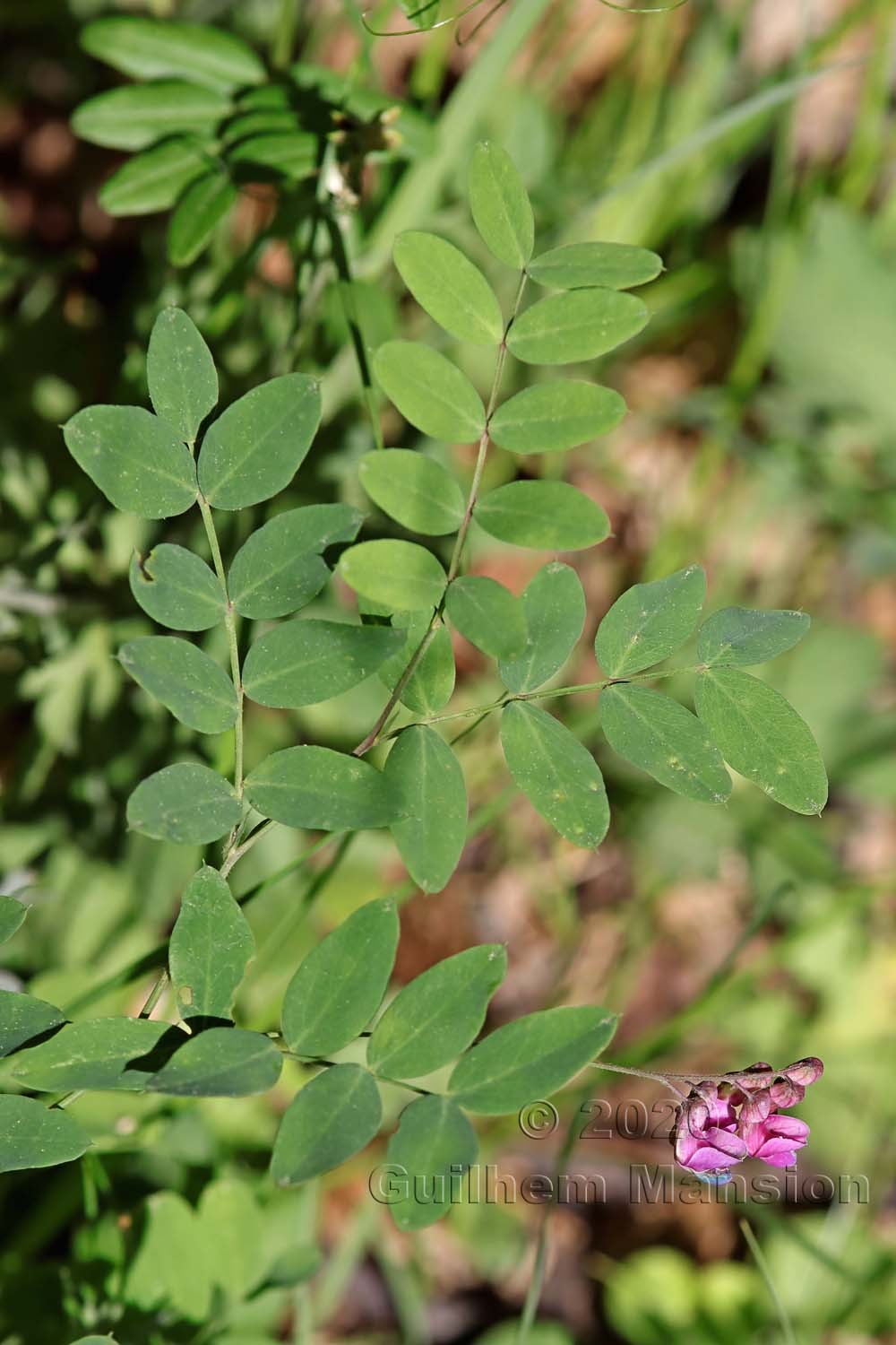 Lathyrus niger