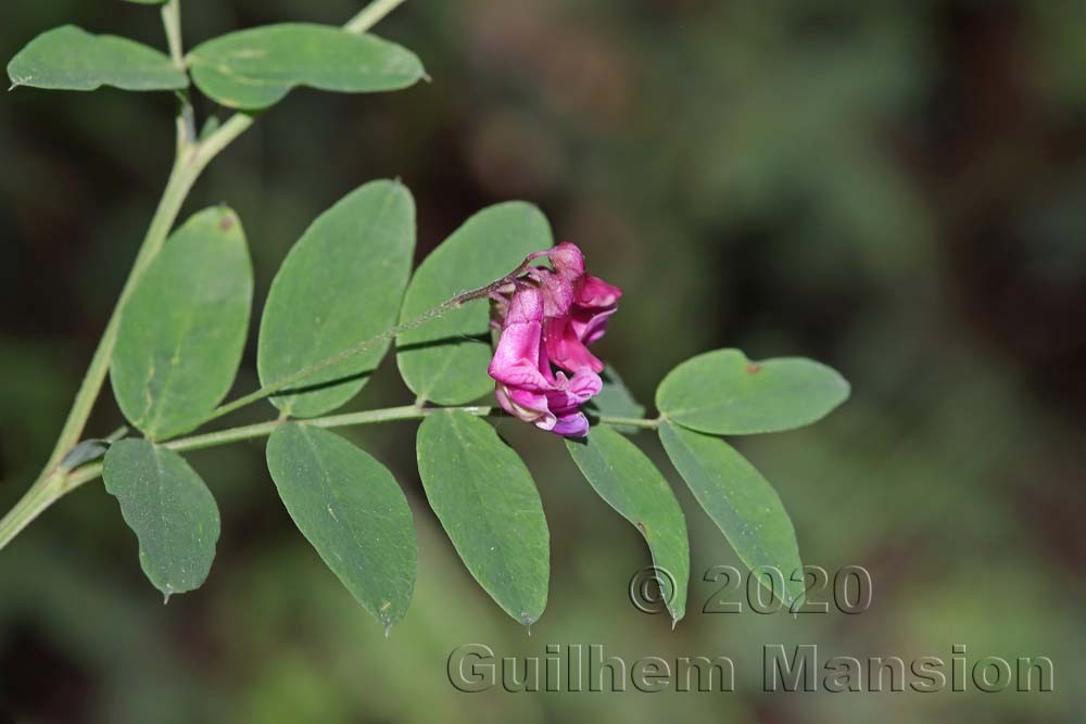 Lathyrus niger