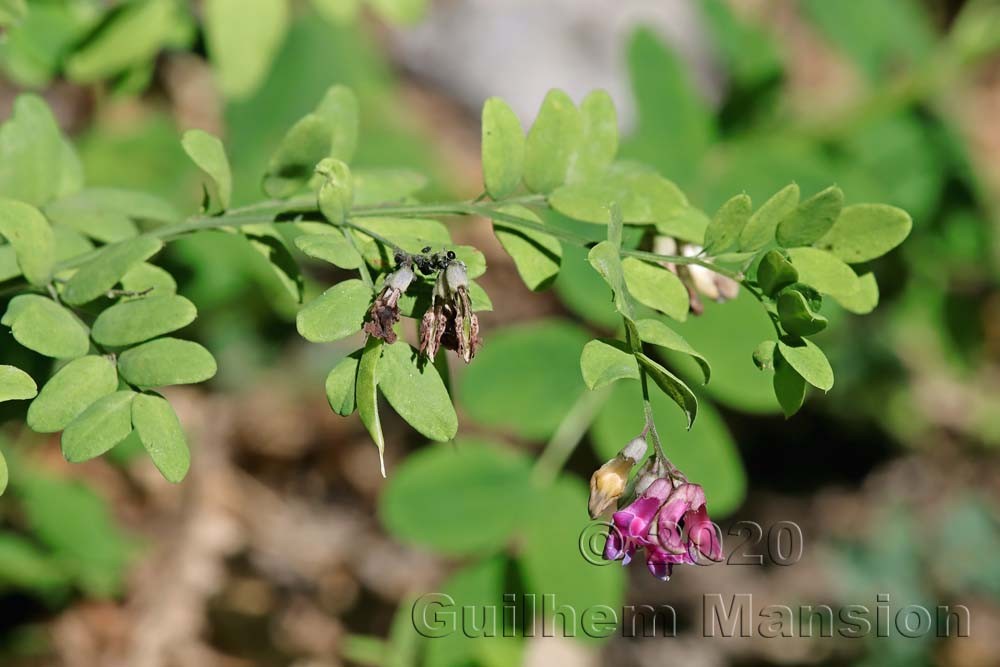 Lathyrus niger