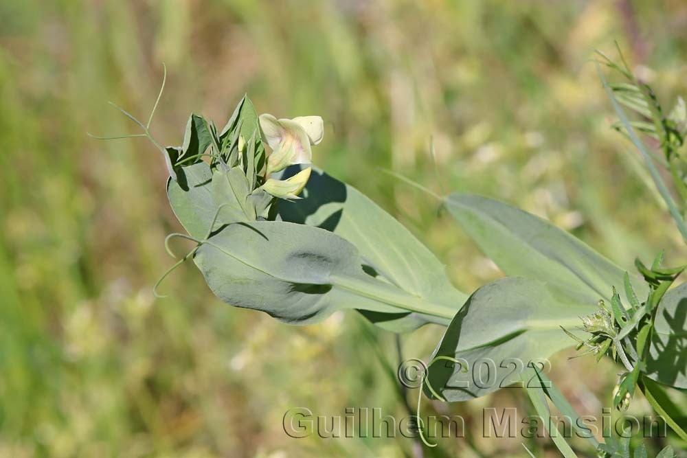 Lathyrus ochrus