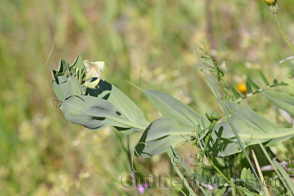 Lathyrus ochrus