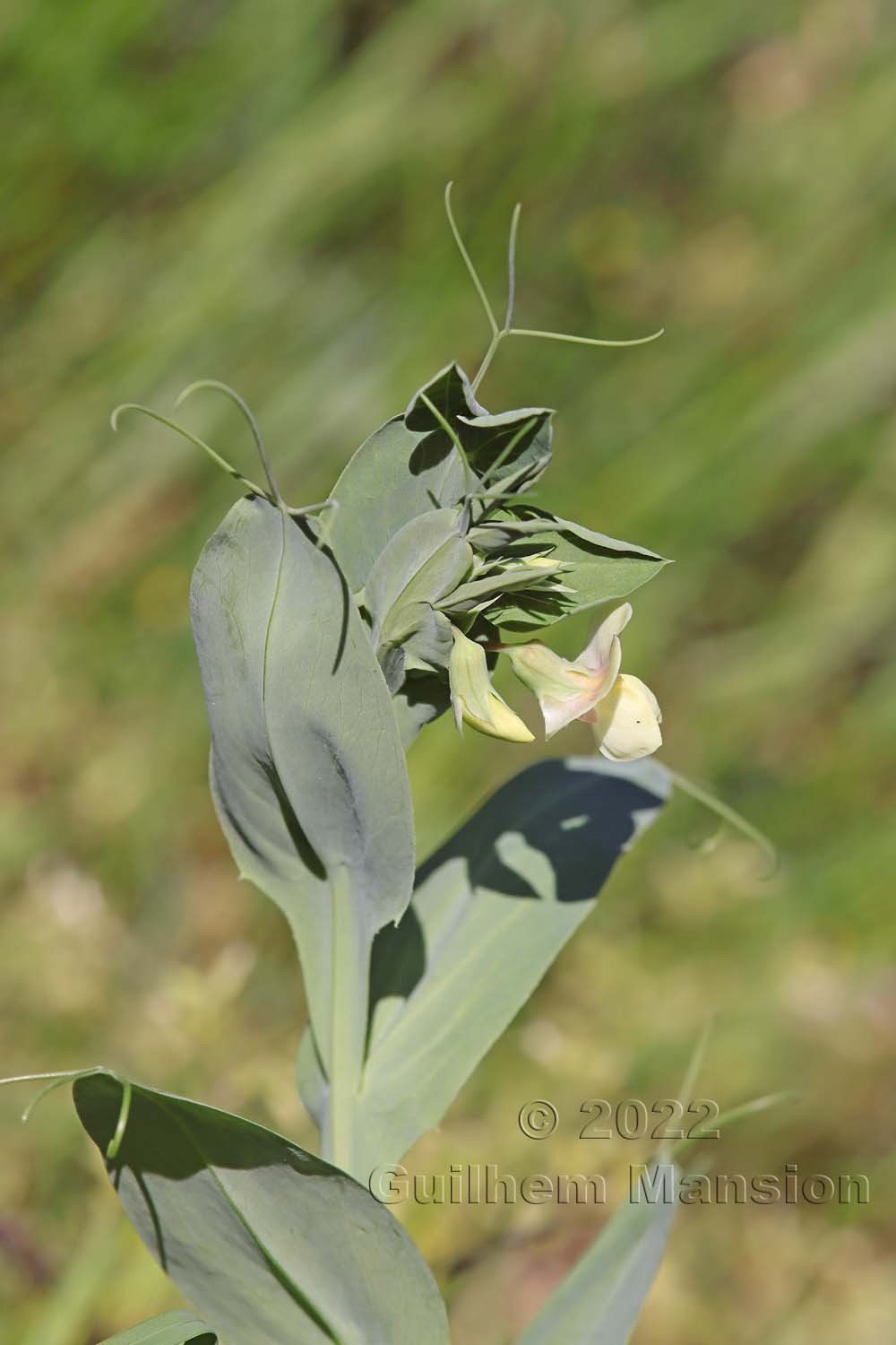 Lathyrus ochrus