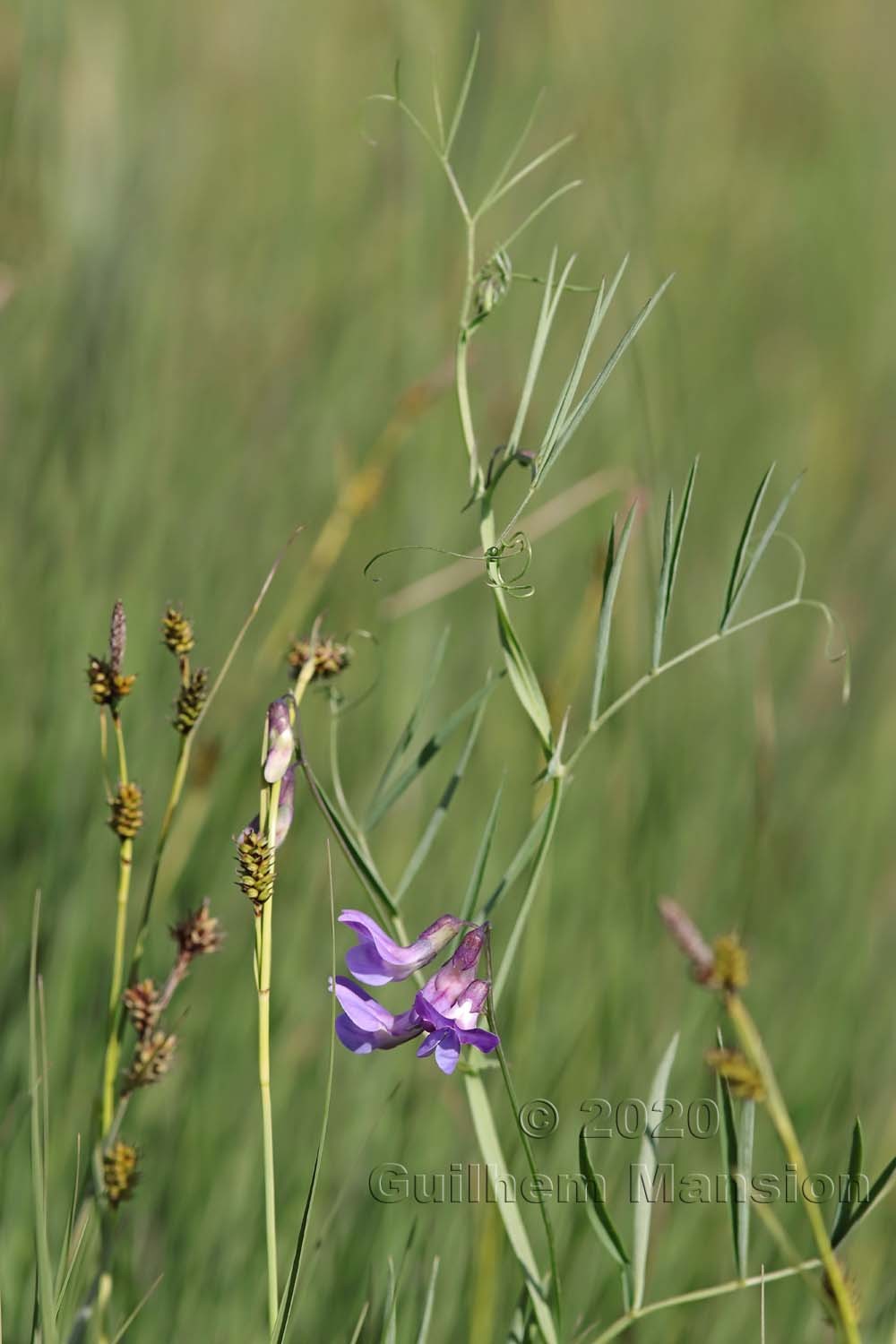 Lathyrus palustris