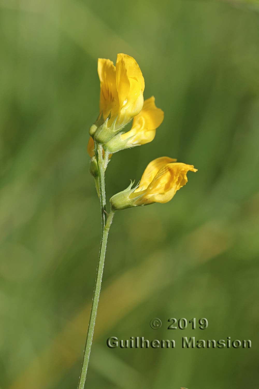 Lathyrus pratensis