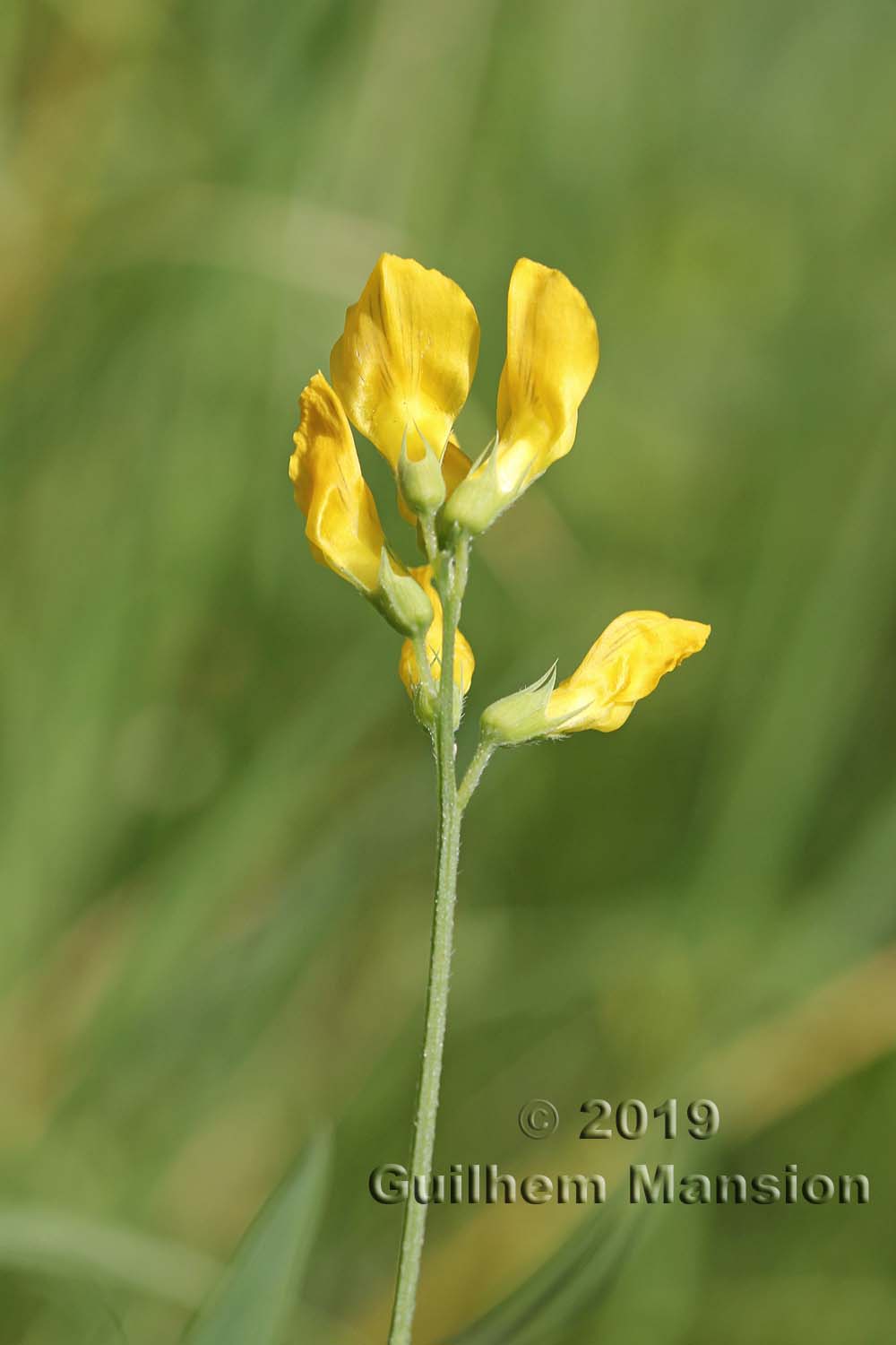 Lathyrus pratensis