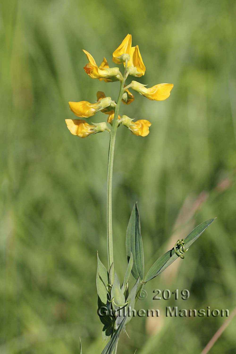 Lathyrus pratensis